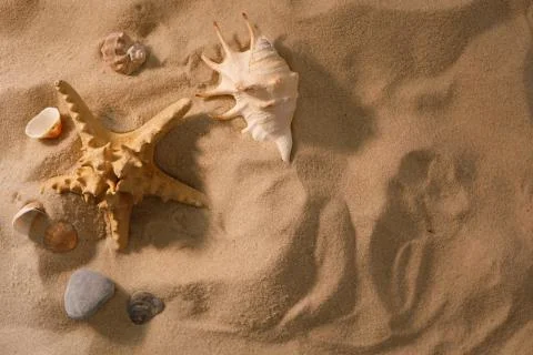 Beach background with shells and starfish. Vacation concept. Top view. Flat l Stock Photos