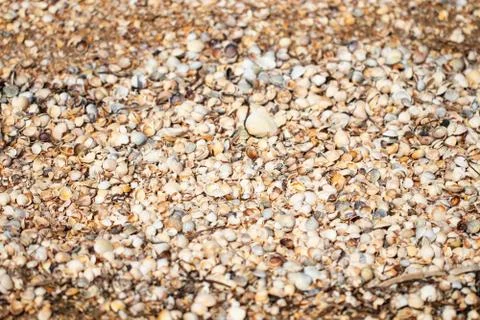 Beach background texture made of shells. Seashell pattern Stockfoto's