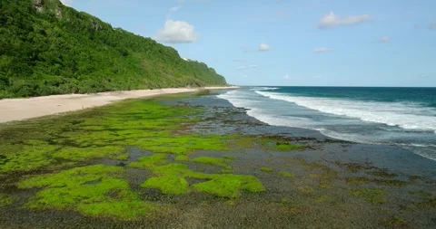 A beach in Bali covered with lush green algae at the water's edge at low tide. Vidéo 270793870