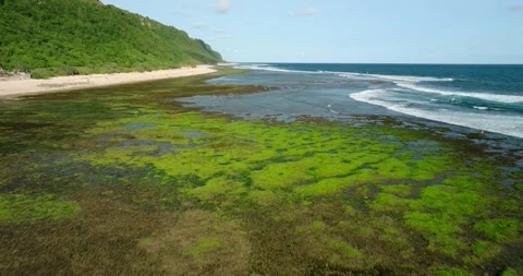 A beach in Bali covered with lush green algae at the water's edge at low tide. Stock Footage 271323726