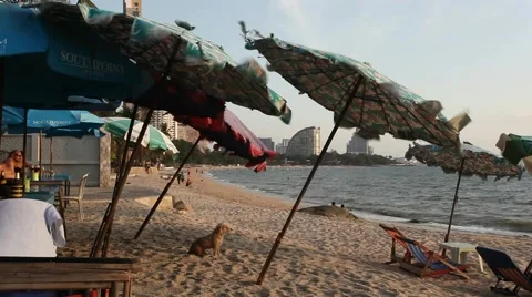 Beach bar umbrella on the wind Stock Footage 48760112