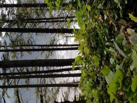 Beach Below The Trees Stock Photos