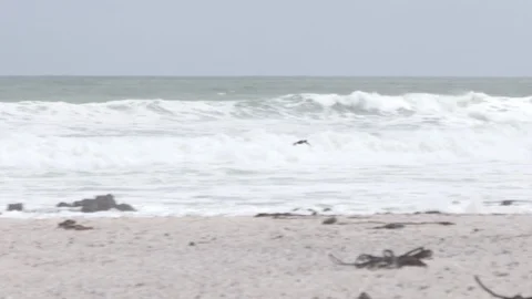 BEACH BIRD FLYING BY FOLLOW Stock Footage 87227425