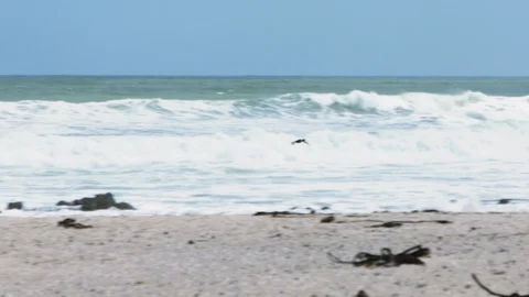 BEACH BIRD FLYING BY FOLLOW GRADED Stock Footage 87460331