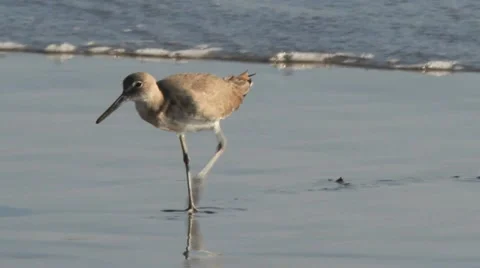 Beach Bird 库存影片 11125362