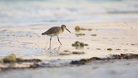 Beach Bird Stock Footage 75209099