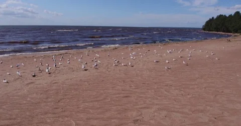 Beach bird gull takeoff Video stock 71389609