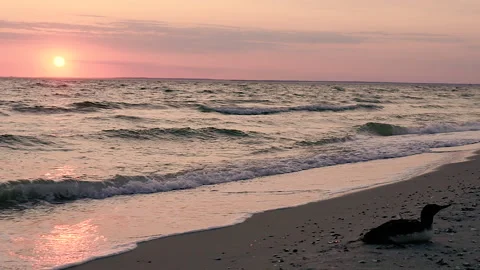 Beach. The bird incubates its eggs on a deserted beach. Stock-Footage 165177312