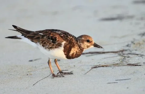 Beach bird Stock Photos