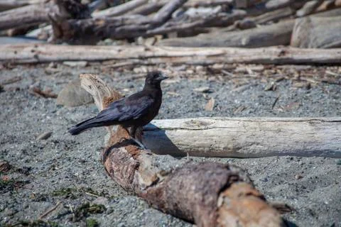 Beach Bird Stock Photos