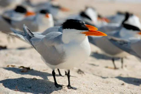Beach bird Stock Photos