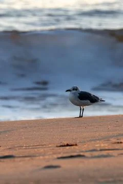 Beach Bird Stock Photos