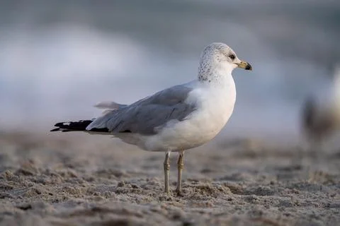 Beach Bird Foto stock