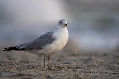 Beach Bird Stock Photos