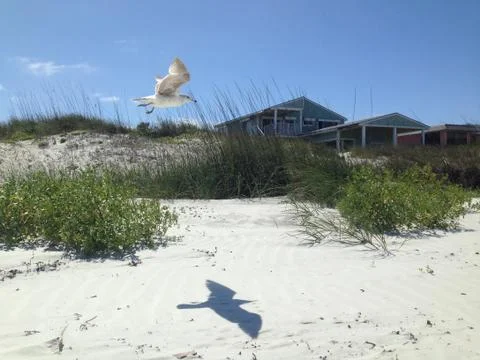 Beach bird shadow 写真素材
