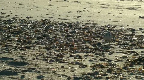 Beach bird with shells Stock Footage 11019877