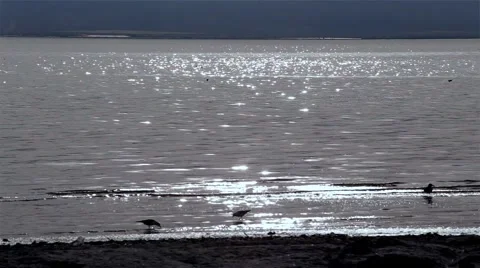 Beach Bird Silhouettes Stock Footage 60658067