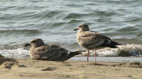 Beach Birds - 01 Stock-Footage 726213