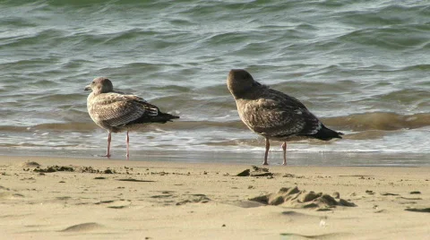 Beach Birds - 02 Stock Footage 726218