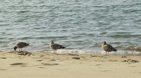 Beach Birds - 03 Stock Footage 726221