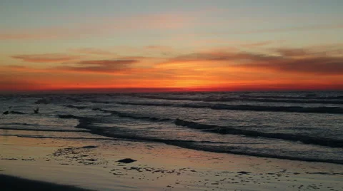 Beach birds at dawn Stock Footage 49228221