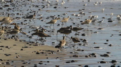   Beach birds Видео 1217016