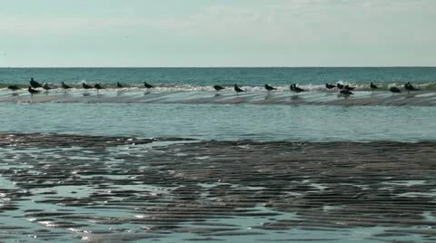 Beach birds Stock Footage 11019888