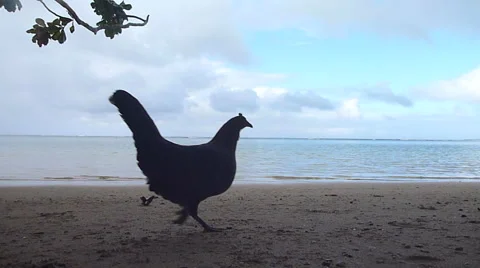Beach Birds Stock Footage 45530379