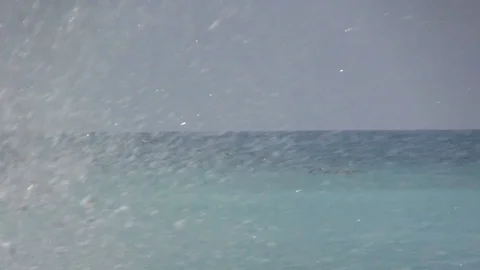 Beach Birds Stock Footage 88972506