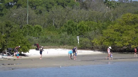 Beach with birds Stock Footage 170723736