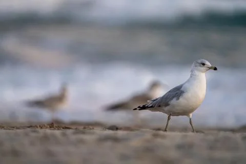 Beach Birds Stock Photos