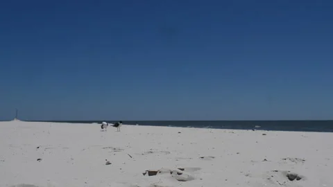 Beach Birds Sand Stock Footage 252612815