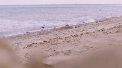 Beach on the black sea. Seagulls on the beach. Birds in slow motion. Waves on th Stock Footage