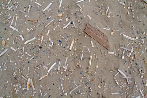 Beach blown by the wind Stock Photos