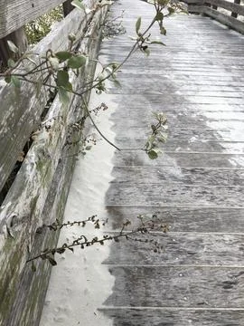 Beach Boardwalk with Plants Stock Photos