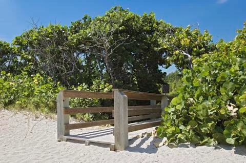 Beach boardwalk under seagrape Stock Photos