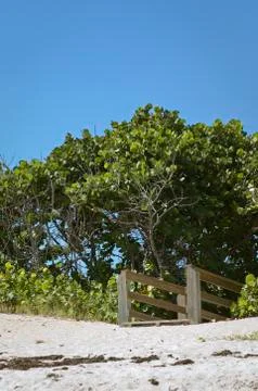 Beach boardwalk under seagrape Stock Photos