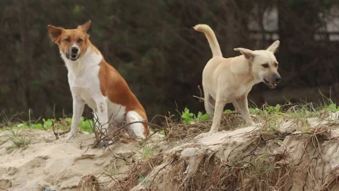 Beach Buddies Stock Footage 239400820