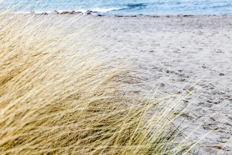 A beach with a bunch of grass on it Baltic Sea in Germany Stock Photos