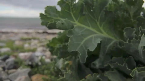 Beach cabbage Stock Footage 263726779