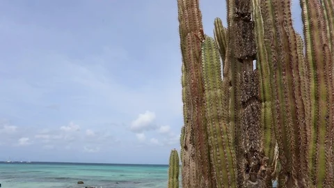 Beach Cactus Scene Stock Footage 92326451