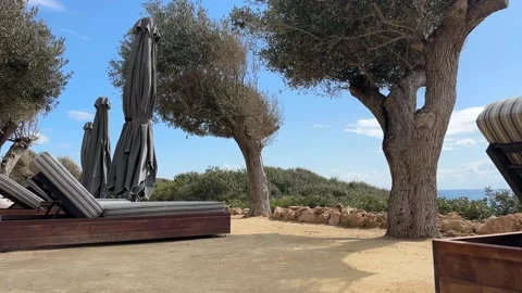 Beach calm scene with sunbed, table and umbrella under olive trees close to sea Vidéo 331298845