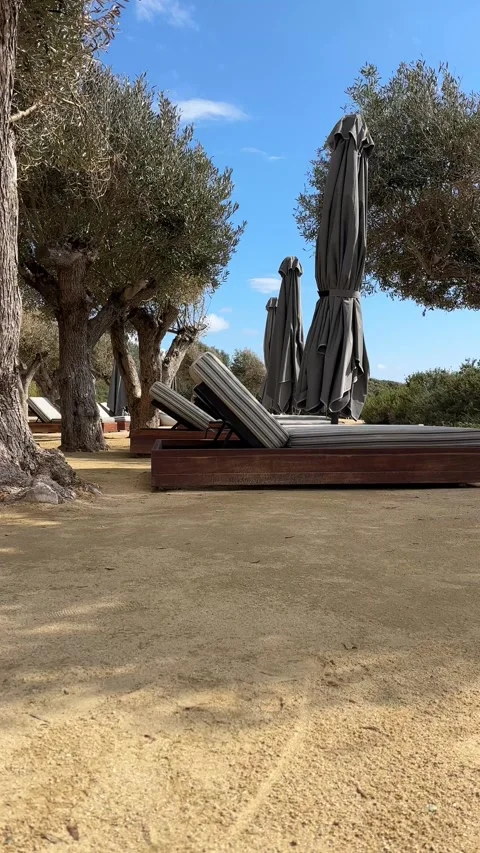 Beach calm scene with sunbed, table and umbrella under olive trees close to sea Видео 331298854