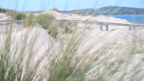 Beach capture on changing focus on grass Stock Footage 103855251