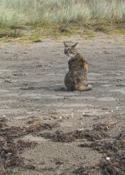 Beach cat Stock Photos