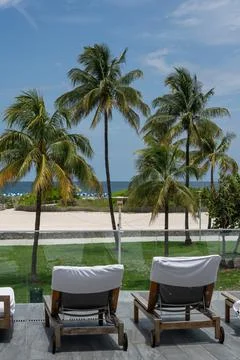 Beach chairs facing group of palm trees in South Beach. Miami Fotos de archivo