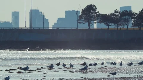 Beach with City Background Stock-Footage 165999324