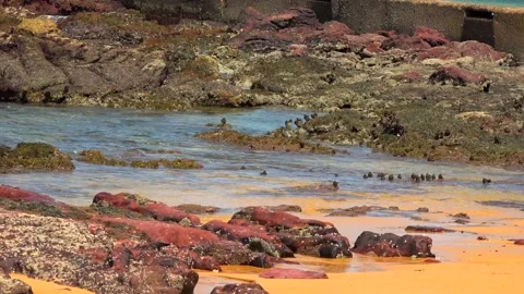 Beach with cliffs and sea waves on a sunny day Stock Footage 131520966