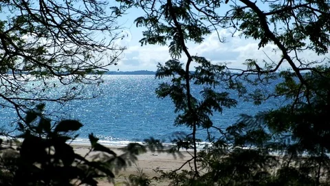 Beach Clip with Silhoutte of Trees and Twigs Stock Footage