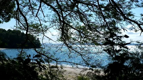 Beach Clip with Silhoutte of Trees and Twigs Video stock 112710635